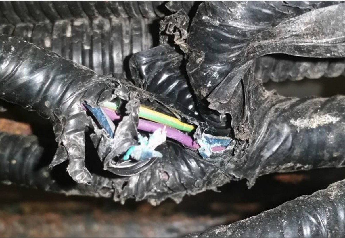 car wiring chewed up photo